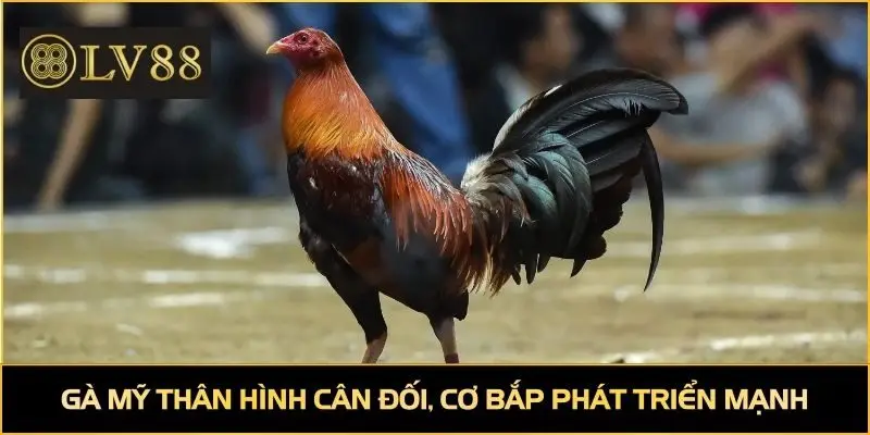 Gà Mỹ thân hình cân đối, cơ bắp phát triển mạnh